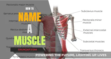 The Art of Naming Muscles: A Comprehensive Guide