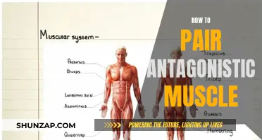 Pairing Antagonistic Muscles: A Guide to Balanced Training