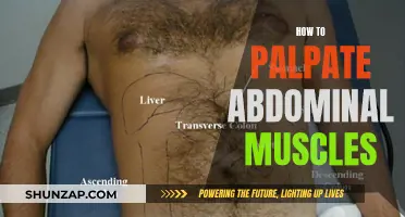 Palpating Abdominal Muscles: A Step-by-Step Guide for Beginners