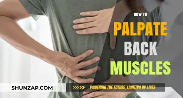 Mastering the Art of Palpating Back Muscles: A Comprehensive Guide