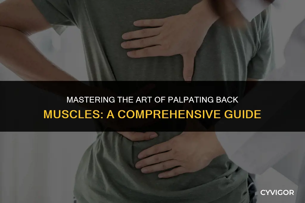 how to palpate back muscles