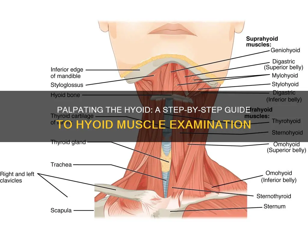 how to palpate hyoid muscles