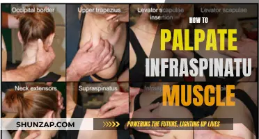 Palpating the Infraspinatus Muscle: A Step-by-Step Guide