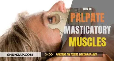 Palpating Masticatory Muscles: A Step-by-Step Guide for Beginners