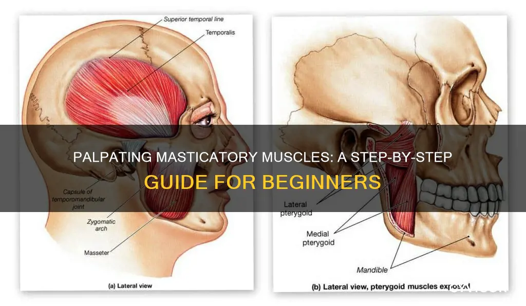 how to palpate masticatory muscles