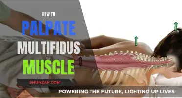 Palpating the Multifidus Muscle: A Step-by-Step Guide
