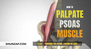 Palpating the Psoas Muscle: A Step-by-Step Guide