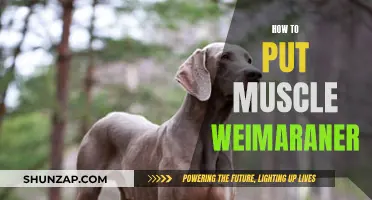 Building Muscle for Weimaraners: A Comprehensive Guide