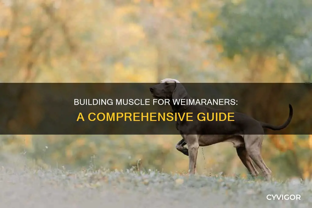 how to put muscle weimaraner