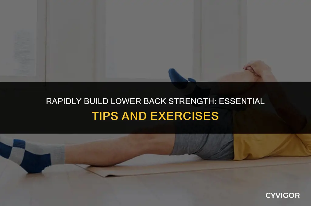 how to quickly strengthen lower back muscles