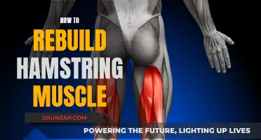 Rebuilding Hamstring Muscles: A Comprehensive Guide to Recovery