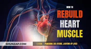 Rebuilding Heart Muscle: Natural Ways to Strengthen Your Heart
