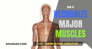 Recognizing Major Muscles: A Visual Guide to Your Body's Powerhouses
