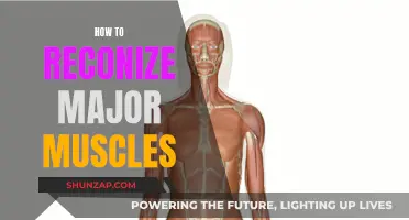 Recognizing Major Muscles: A Visual Guide to Your Body's Powerhouses