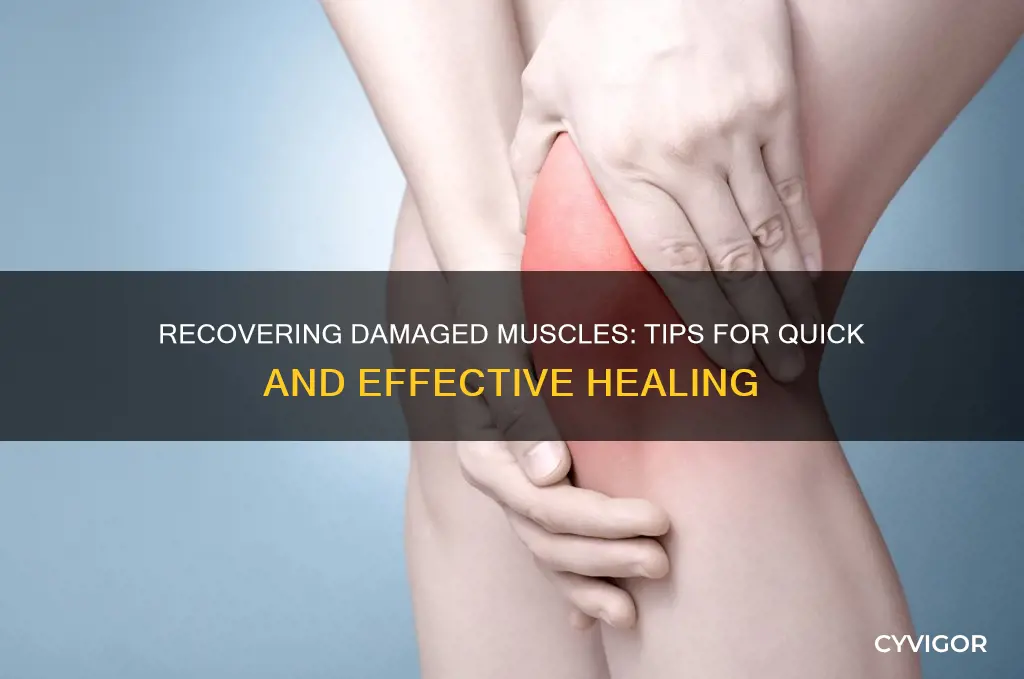 how to recover damaged muscles