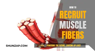 Recruiting Muscle Fibers: Maximizing Your Body's Potential
