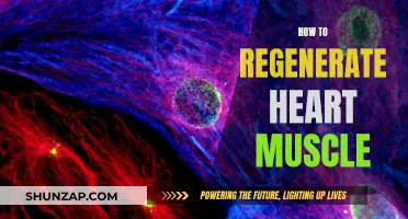 Regenerating Heart Muscle: The Science of Healing Hearts