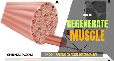 Regenerating Muscle: Strategies for Effective Muscle Recovery