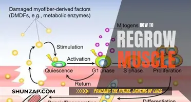 Regrowing Muscle: Strategies for Building Strength and Mass