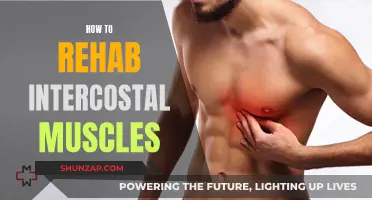 Rehabilitating Intercostal Muscles: A Comprehensive Guide to Recovery