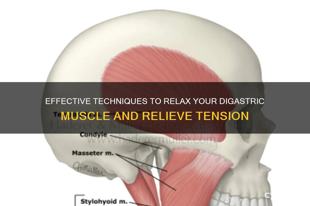 how to relax digastric muscle