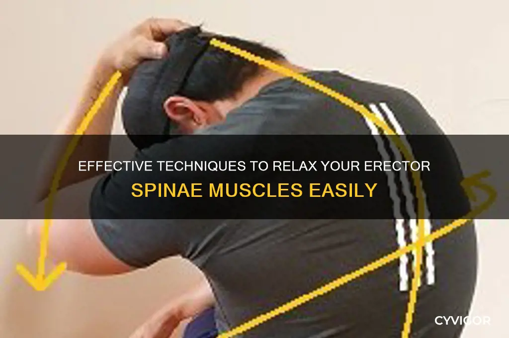 how to relax erector spinae muscles