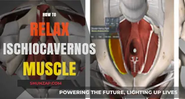 Effective Techniques to Relax Your Ischiocavernosus Muscle for Comfort