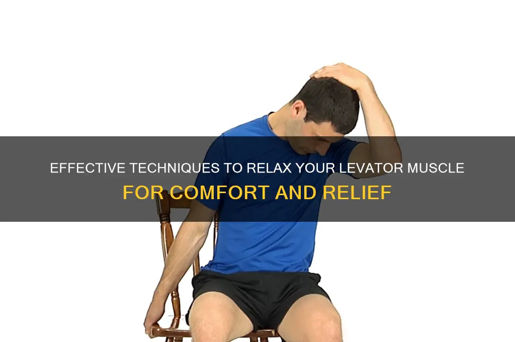 how to relax levator muscle