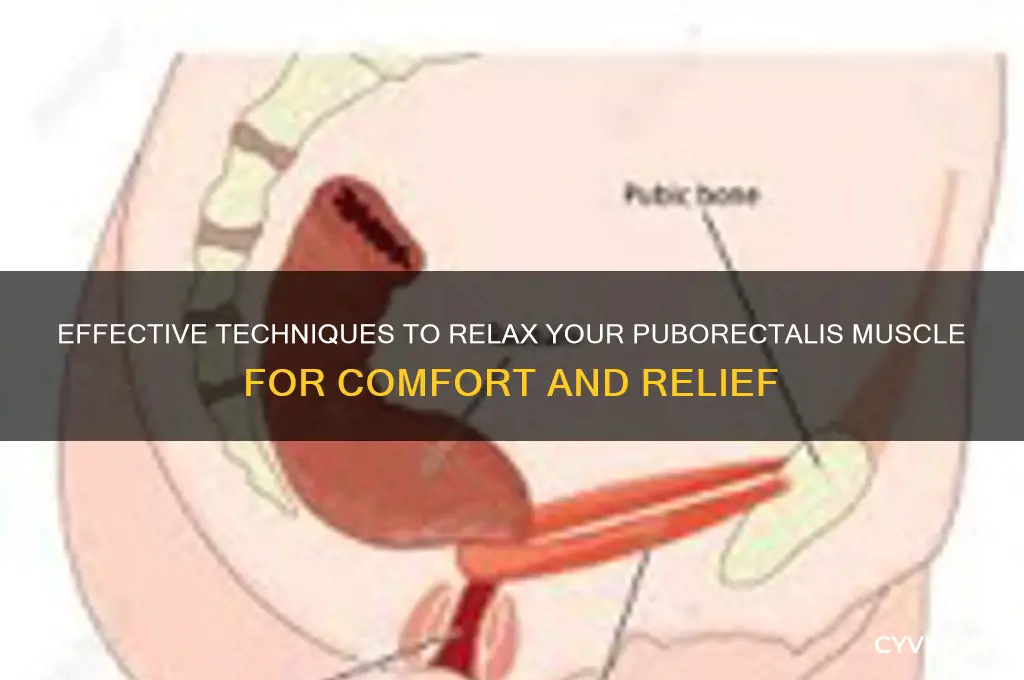 how to relax puborectalis muscle