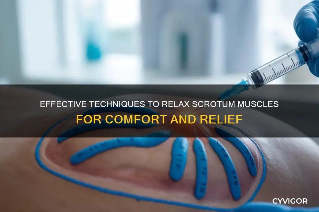 how to relax scrotum muscles