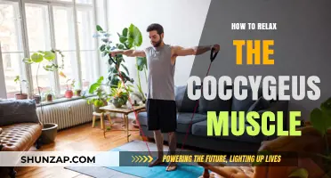 Effective Techniques to Release Tension in Your Coccygeus Muscle