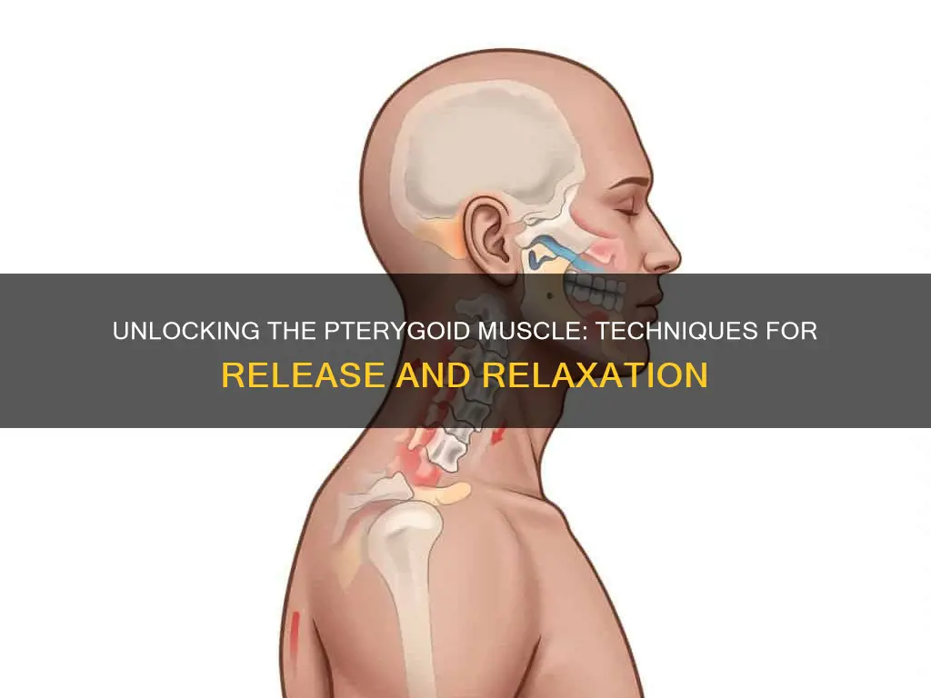 how to release pterygoid muscle