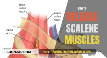 Unlocking Scalene Muscles: Techniques for Release and Relaxation
