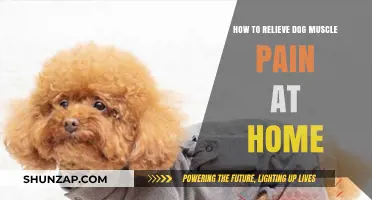 Effective Home Remedies to Relieve Your Dog's Muscle Pain Safely