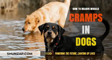 Relieving Muscle Cramps in Dogs: A Comprehensive Guide for Pet Owners