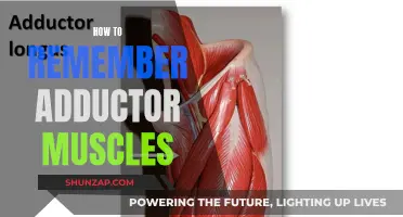 Easy Tricks to Remember the Adductor Muscles