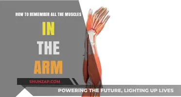 Mastering Arm Anatomy: Effective Techniques to Memorize All Arm Muscles