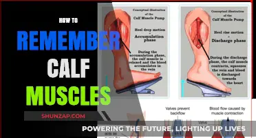 Mastering Calf Muscle Memory: Tips and Tricks for Fitness Enthusiasts