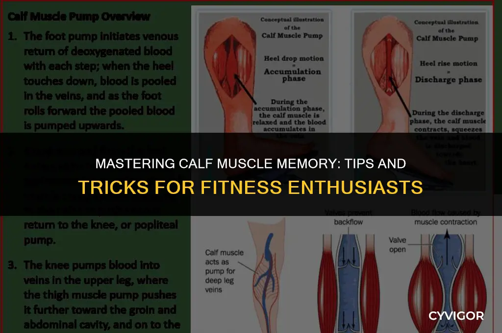 how to remember calf muscles