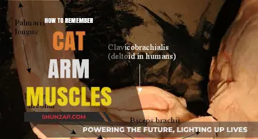 Mastering Cat Arm Anatomy: Effective Techniques to Memorize Muscles Easily