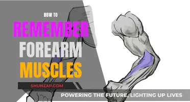 Mastering Muscle Memory: Forearm Flexes and Tricks to Remember