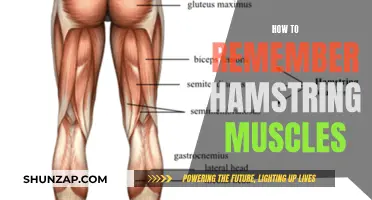 Remembering Hamstring Muscles: A Quick and Easy Guide