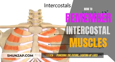 Intercostal Muscles: Mnemonic Strategies for Easy Recall