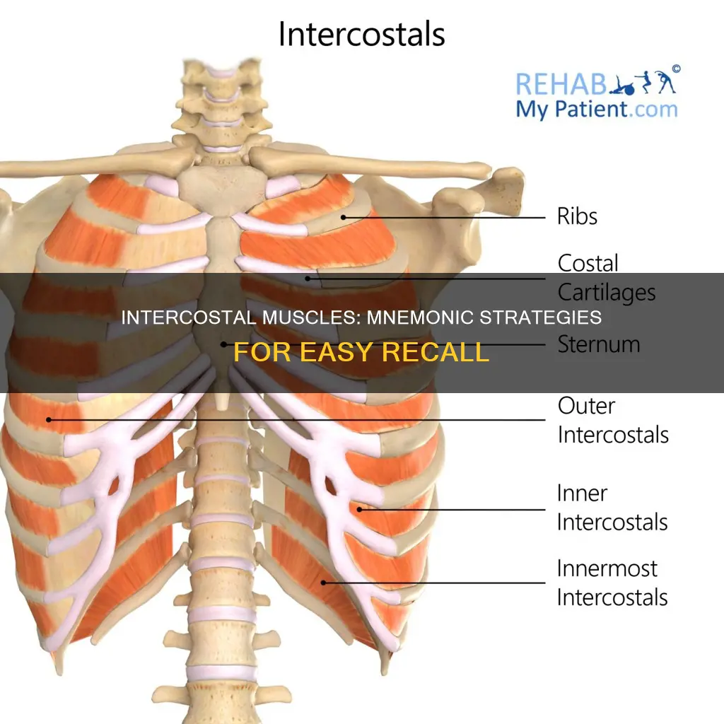 how to remember intercostal muscles