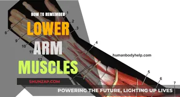 Mastering Lower Arm Muscles: Effective Memorization Techniques for Anatomy Enthusiasts