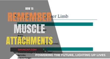 Muscle Attachments: Visual Memory Techniques for Efficient Learning