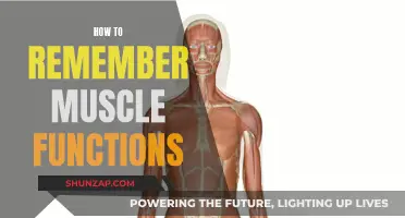 Mastering Muscle Memory: Understanding Functions for Better Retention