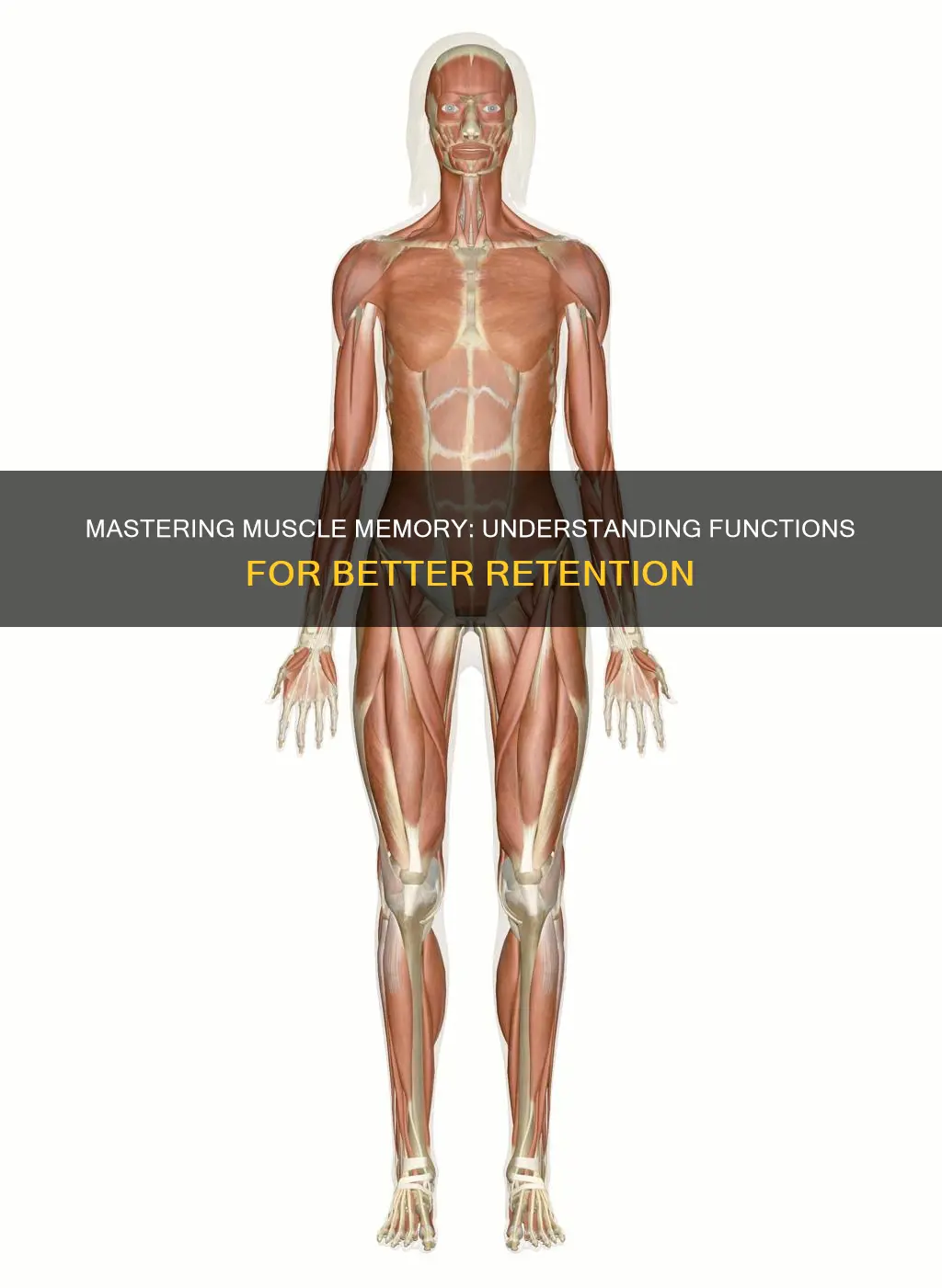 how to remember muscle functions