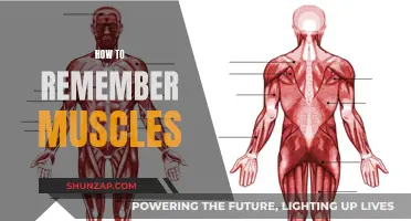 Mastering Muscle Memory: Effective Strategies to Remember Muscles