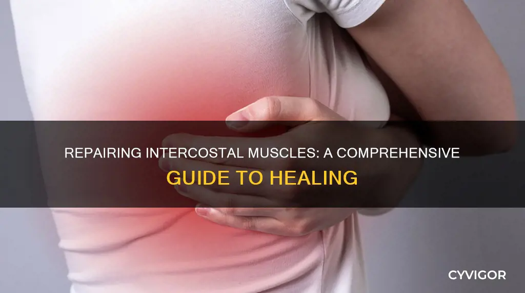 how to repair intercostal muscles